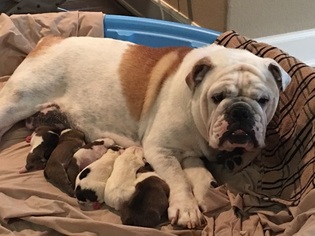 Mother of the Bulldog puppies born on 08/31/2016