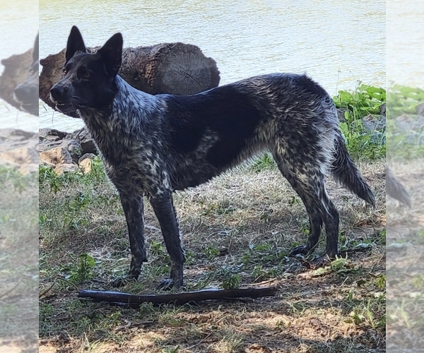 Medium Photo #1 Border Collie-German Shorthaired Pointer Mix Puppy For Sale in RICHLAND CENTER, WI, USA