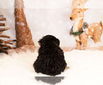Small Photo #6 Poodle (Toy)-Yorkshire Terrier Mix Puppy For Sale in WARSAW, IN, USA
