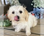 Small #2 Morkie