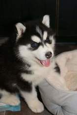 Siberian Husky Puppy for sale in OTTAWA, OH, USA