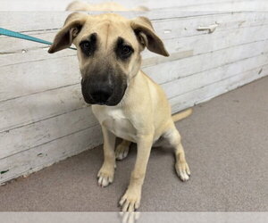 Labrador Retriever-Unknown Mix Dogs for adoption in San Bernardino, CA, USA
