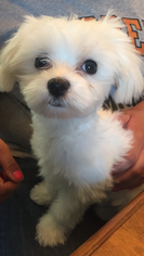 Maltese Puppy for sale in CHULA VISTA, CA, USA