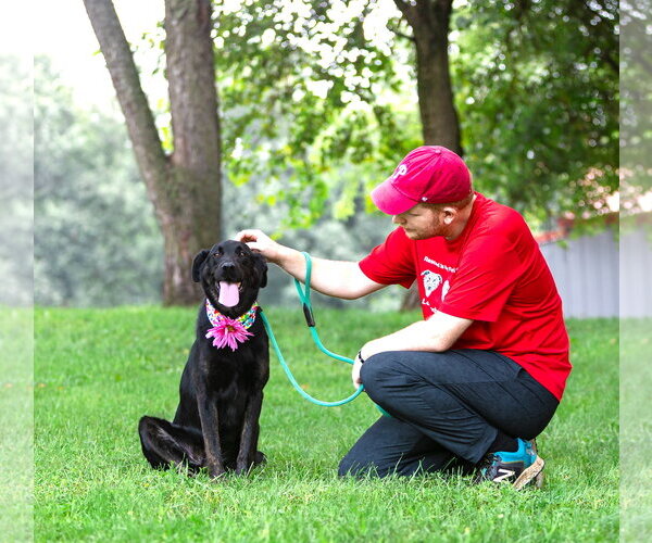 Medium Photo #4 German Shepherd Dog-Unknown Mix Puppy For Sale in Unionville, PA, USA