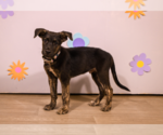 Small Mountain Cur Mix