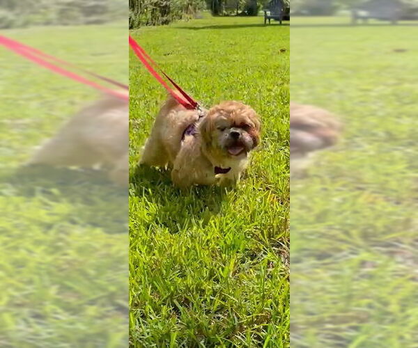 Medium Photo #9 Shih Tzu Puppy For Sale in Weston, FL, USA
