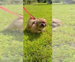 Small #8 Shih Tzu