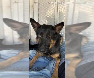 German Shepherd Dog Dogs for adoption in Bakersfield, CA, USA