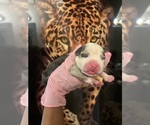 Small #1 American Bully