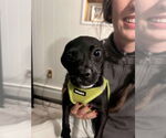 Small #1 Chihuahua Mix