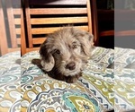Lilly - Female Labradoodle Puppy for Sale - Photo #2