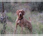 Small Photo #1 Labradoodle Puppy For Sale in BONNER, MT, USA