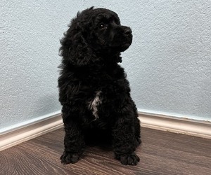 Poodle (Standard) Puppy for sale in LEANDER, TX, USA