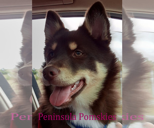 Pomsky Puppy for sale in SEQUIM, WA, USA