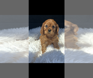 Cavalier King Charles Spaniel Puppy for sale in NILES, MI, USA