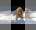 Image preview for Ad Listing. Nickname: AKC Wesley