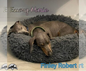 Emory Marie+ - Female Dachshund Dog for Adoption - Photo #11