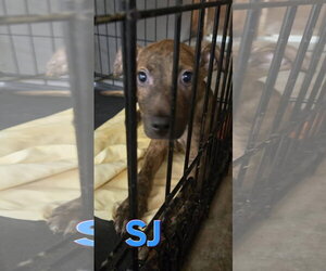 SJ - Male Bullboxer Pit Dog for Adoption - Photo #2