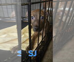 Small Photo #2 Bullboxer Pit Puppy For Sale in Jackson, MS, USA