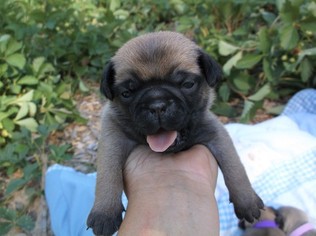 Pug Puppy for sale in TROUT CREEK, MT, USA