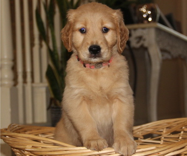 Medium Photo #5 Golden Retriever Puppy For Sale in FRESNO, CA, USA
