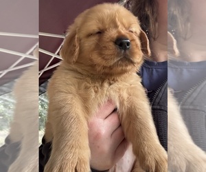 Medium Golden Retriever