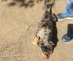Small Photo #4 Catahoula Leopard Dog Puppy For Sale in TRYON, NC, USA