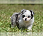 Small #1 Shih Aussie
