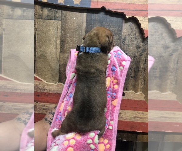 Medium Photo #4 Olde English Bulldogge Puppy For Sale in BOERNE, TX, USA