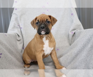 Boxer Puppy for sale in SHILOH, OH, USA