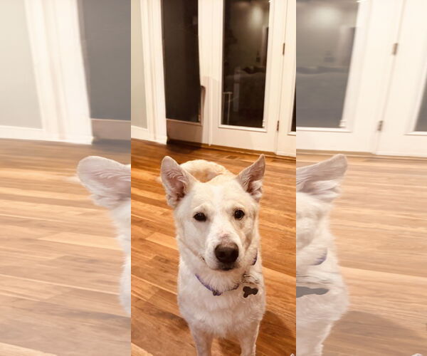 Medium Photo #4 - Mix Puppy For Sale in Holly Springs, NC, USA