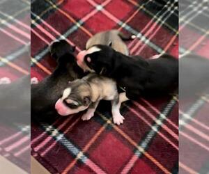 Siberian Husky Dogs for adoption in Riverside, CA, USA