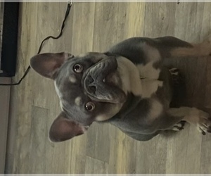 Father of the French Bulldog puppies born on 07/08/2025