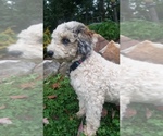 Small Photo #2 Poodle (Miniature) Puppy For Sale in MILLERSBURG, PA, USA
