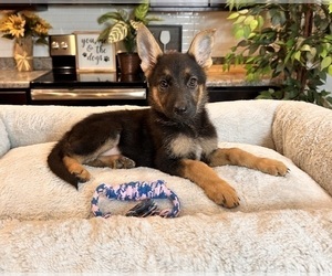 German Shepherd Dog Puppy for sale in GREENWOOD, IN, USA