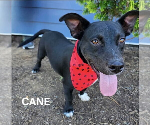 Medium Photo #4 Chi-Corgi Puppy For Sale in Maryville, TN, USA