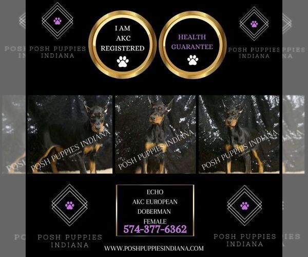 Medium Photo #8 Doberman Pinscher Puppy For Sale in WARSAW, IN, USA