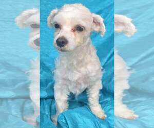 Maltese-Unknown Mix Dogs for adoption in Cuba, NY, USA
