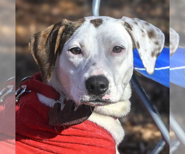 Medium Photo #4 Mutt Puppy For Sale in Canton, CT, USA