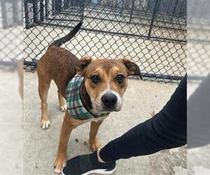 Mutt Dogs for adoption in Tulsa, OK, USA