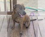 Small #2 American Pit Bull Terrier Mix