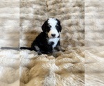 Puppy Murphy Bernedoodle