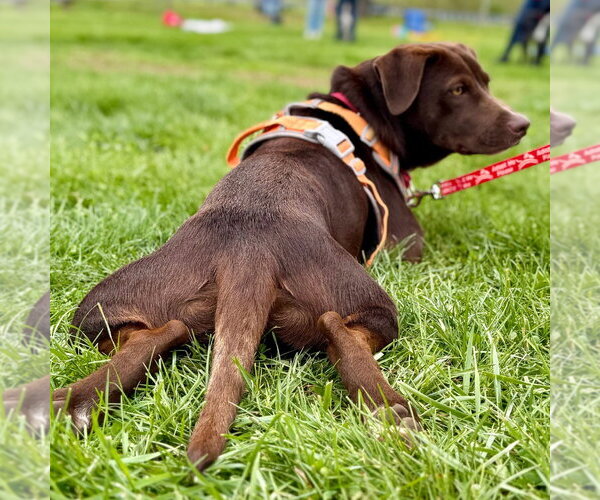 Medium Photo #20 Chocolate Labrador retriever-Unknown Mix Puppy For Sale in Canton, CT, USA