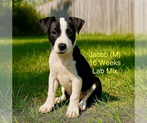 Labrador Retriever-Unknown Mix Dogs for adoption in pomfret, CT, USA