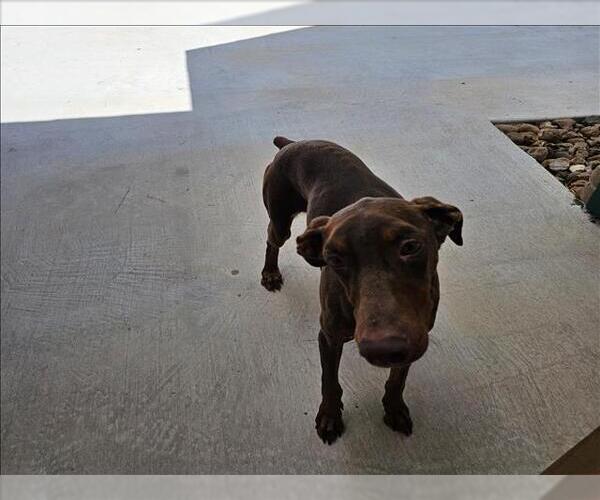 Medium Photo #1 Doberman Pinscher Puppy For Sale in Conroe, TX, USA
