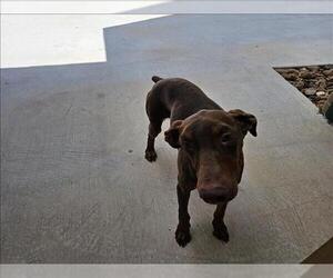Doberman Pinscher Dogs for adoption in Conroe, TX, USA