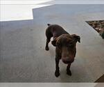 Small Doberman Pinscher
