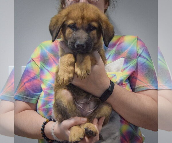 Medium Photo #3 Golden Shepherd Puppy For Sale in Huntley, IL, USA