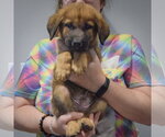Small #2 Golden Shepherd