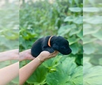 Small #9 Labrador Retriever